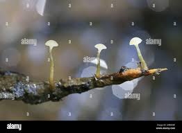 Attēlu rezultāti vaicājumam “Cudoniella clavus”