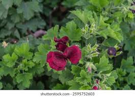 Attēlu rezultāti vaicājumam “Geraniaceae”