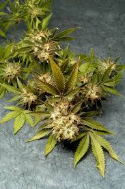 Attēlu rezultāti vaicājumam “Cannabis sativa fruit”