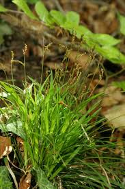 Attēlu rezultāti vaicājumam “Carex digitata leaf”