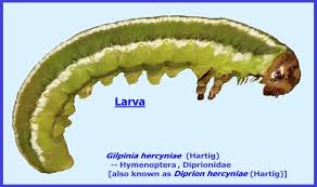 Attēlu rezultāti vaicājumam “Gilpinia”