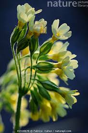 Attēlu rezultāti vaicājumam “Primula elatior flower”
