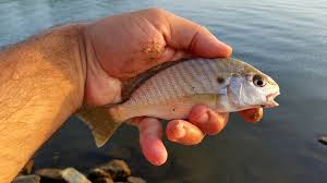 Image result for Leiostomus xanthurus