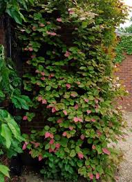 Attēlu rezultāti vaicājumam “Actinidia kolomikta”