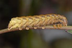 Attēlu rezultāti vaicājumam “Hadena rivularis”