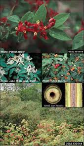 Attēlu rezultāti vaicājumam “Lonicera tatarica bud”