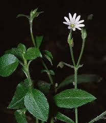 Attēlu rezultāti vaicājumam “Cerastium sylvaticum”