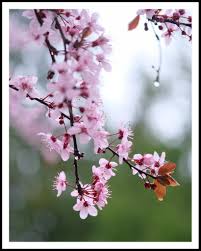 Attēlu rezultāti vaicājumam “Prunus cerasifera flower”