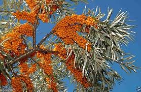 Attēlu rezultāti vaicājumam “Rhinanthus serotinus fruit”