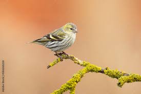 Attēlu rezultāti vaicājumam “Carduelis spinus male”