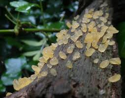 Attēlu rezultāti vaicājumam “Diachea leucopodia young”