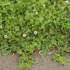 Attēlu rezultāti vaicājumam “Astragalus glycyphyllos flower”