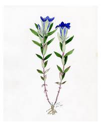 Attēlu rezultāti vaicājumam “Gentiana pneumonanthe leaf”