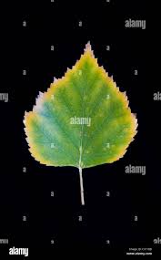 Attēlu rezultāti vaicājumam “Betula papyrifera leaf”