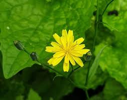 Attēlu rezultāti vaicājumam “Lapsana communis”