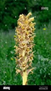 Attēlu rezultāti vaicājumam “Orobanche elatior”