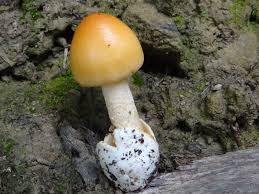 Attēlu rezultāti vaicājumam “Amanita crocea”