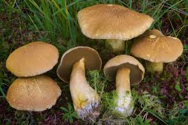 Attēlu rezultāti vaicājumam “Suillus variegatus”