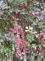 Attēlu rezultāti vaicājumam “Berberis thunbergii fruit”