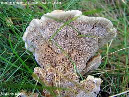 Attēlu rezultāti vaicājumam “Onnia tomentosa”