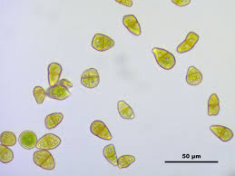 Attēlu rezultāti vaicājumam “Tritomaria exsectiformis”