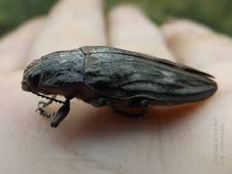 Attēlu rezultāti vaicājumam “Chalcophora mariana”