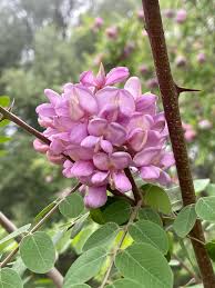 Attēlu rezultāti vaicājumam “Robinia neomexicana”