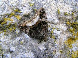 Attēlu rezultāti vaicājumam “Protodeltote pygarga”