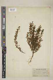 Attēlu rezultāti vaicājumam “Microrrhinum minus leaf”