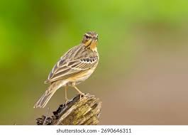 Image result for Anthus godlewskii