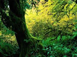 Image result for синхараджа