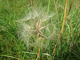 Attēlu rezultāti vaicājumam “Tragopogon heterospermus bud”