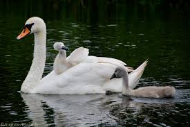 Image result for South Yorkshire Swans