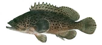 Image result for Epinephelus costae