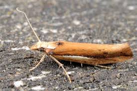 Attēlu rezultāti vaicājumam “Ypsolopha parenthesella”