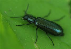 Attēlu rezultāti vaicājumam “Dasytes caeruleus”