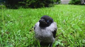 Attēlu rezultāti vaicājumam “Corvus cornix juvenile”