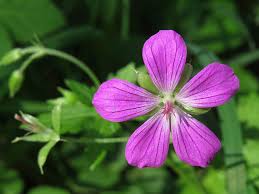 Attēlu rezultāti vaicājumam “Geranium palustre”
