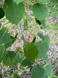 Attēlu rezultāti vaicājumam “Contarinia petioli”