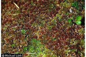 Attēlu rezultāti vaicājumam “Sphagnum capillifolium”
