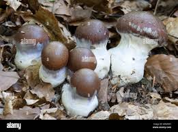 Attēlu rezultāti vaicājumam “Cortinarius praestans”