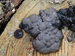 Attēlu rezultāti vaicājumam “Amaurochaete atra”