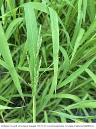 Attēlu rezultāti vaicājumam “Leersia oryzoides”