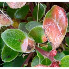 Attēlu rezultāti vaicājumam “Exobasidium splendidum”