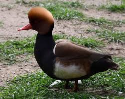 Image result for Netta rufina