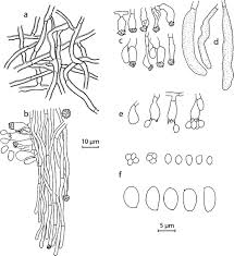 Attēlu rezultāti vaicājumam “Oxyporus corticola”