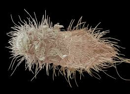 Attēlu rezultāti vaicājumam “Anthrenus sp. larva”