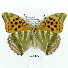 Attēlu rezultāti vaicājumam “Argynnis paphia male”