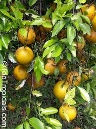 Attēlu rezultāti vaicājumam “Juglans x sinensis fruit”