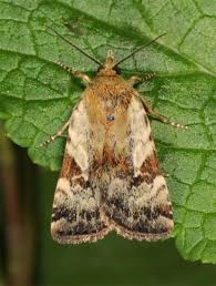 Attēlu rezultāti vaicājumam “Cryptocala chardinyi”